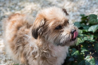 Shorky, Shitzu Yorkshire Terrier hibrid dikkatle garde içinde