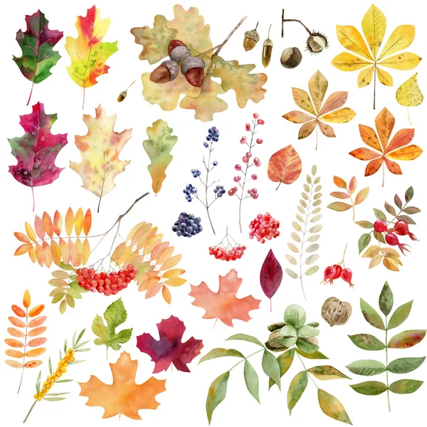 Készlet-watecolor őszi levelek dió bogyók — Stock Fotó