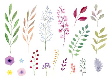 Watecolor yaprak ve çiçek kümesi