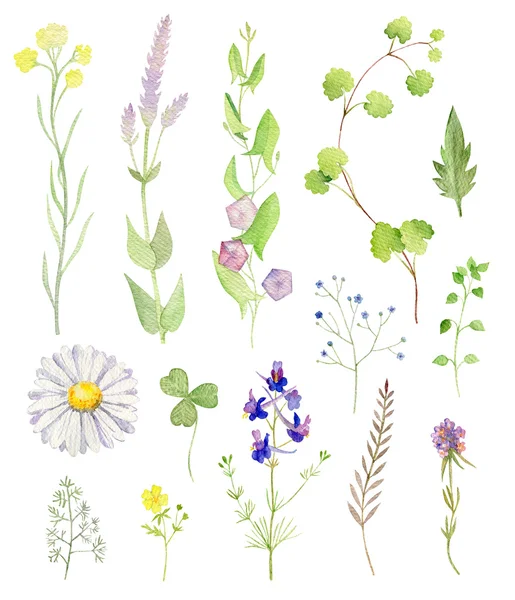 Set of watecolor cliparts of wild flowers — Stock Photo, Image