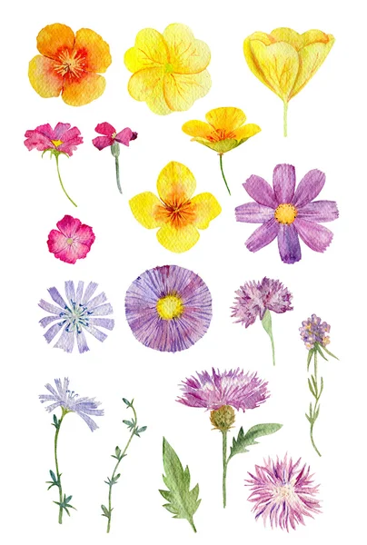 Set of watecolor cliparts of wild flowers — Stock Photo, Image