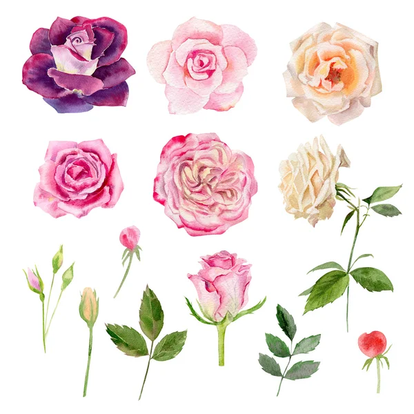 Conjunto de rosas watecolor clipart —  Fotos de Stock