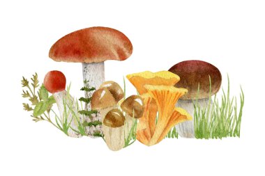 mantar suluboya clipart