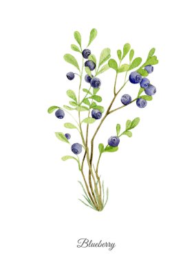Blueberry ile handpainted suluboya poster