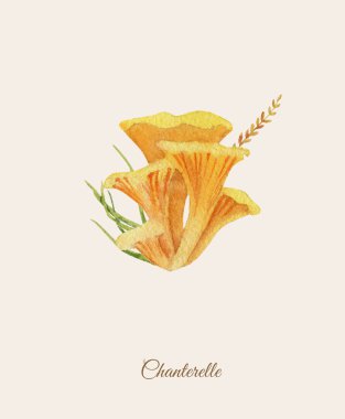Cantharellus cibarius handpainted suluboya poster