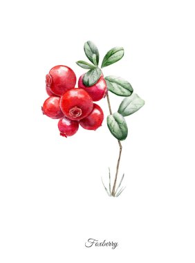 Handpainted suluboya poster foxberry ile