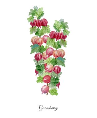Bektaşi üzümü handpainted suluboya poster