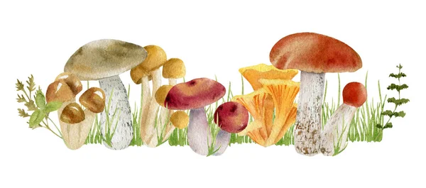 Акварель из грибов — стоковое фото