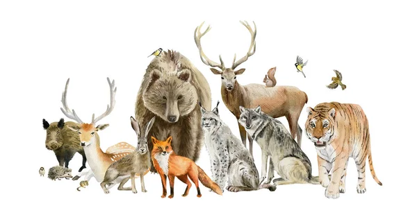 Cartaz de cliparts de animais desenhados à mão aquarela — Fotografia de Stock