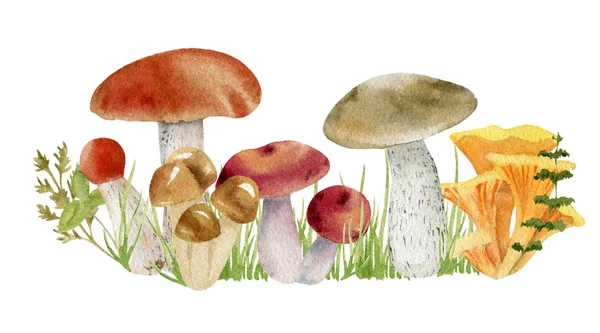 Clipart acquerello di funghi — Foto Stock
