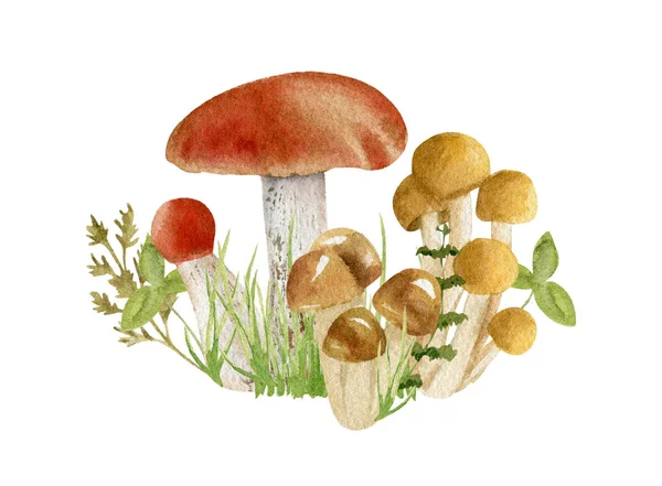 Акварель из грибов — стоковое фото