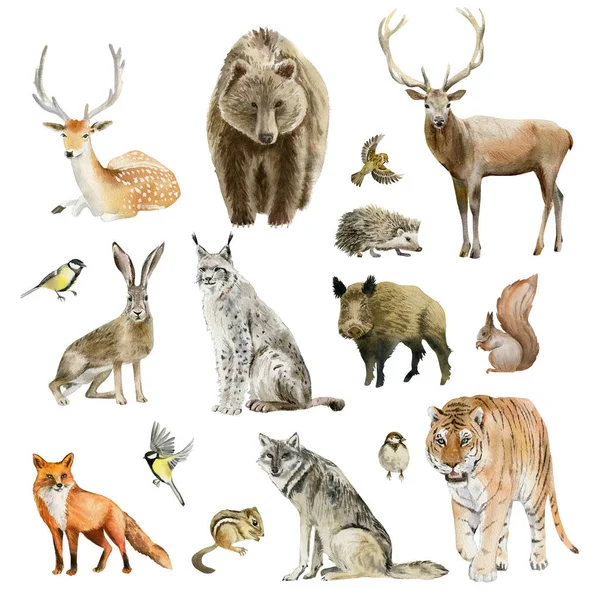 Conjunto de prancheta de cliparts de animais desenhados à mão aquarela — Fotografia de Stock