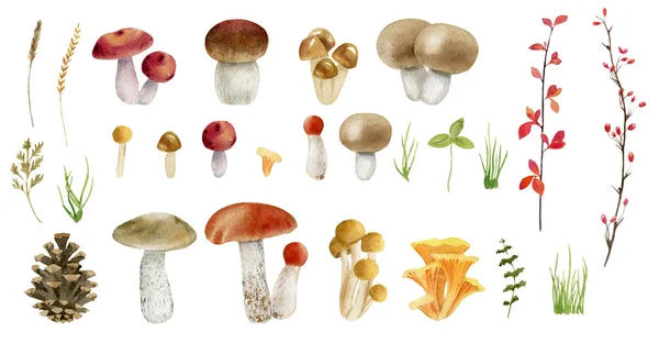 Appunti set di funghi disegnati a mano ad acquerello — Foto Stock