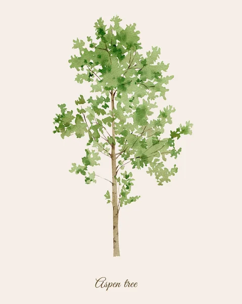 Handpainted watercolor poster with aspen tree — Stock Photo, Image