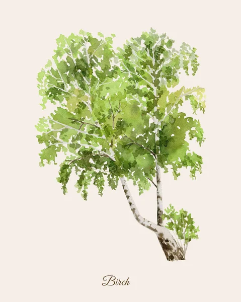 De aquarel poster handbeschilderd met berken boom — Stockfoto
