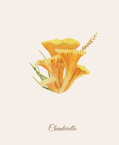 Handpainted ακουαρέλα αφίσα με chanterelle — Φωτογραφία Αρχείου
