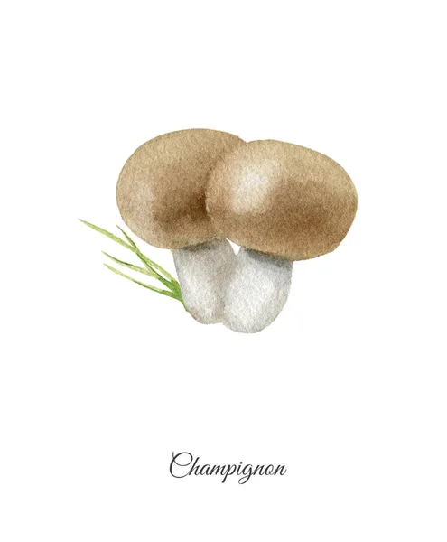 Cartaz de aquarela pintado à mão com champignon — Fotografia de Stock