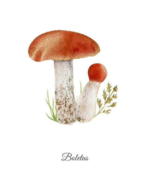 Boletus handpainted suluboya poster — Stok fotoğraf