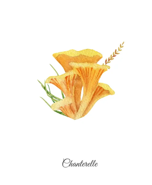 Cantharellus cibarius handpainted suluboya poster — Stok fotoğraf