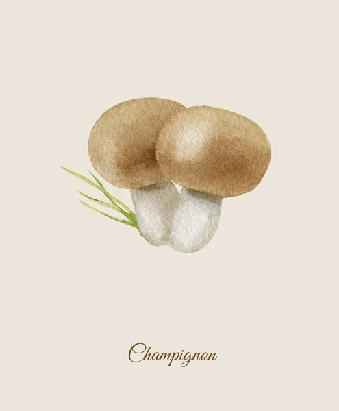 Champignon handpainted suluboya poster — Stok fotoğraf