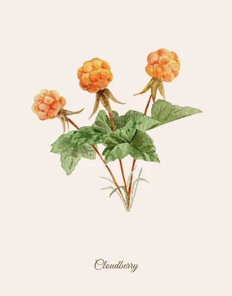 Cloudberry handpainted suluboya poster — Stok fotoğraf