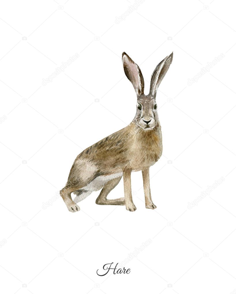 Handpainted watercolor poster with hare