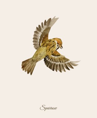 Serçe handpainted suluboya poster