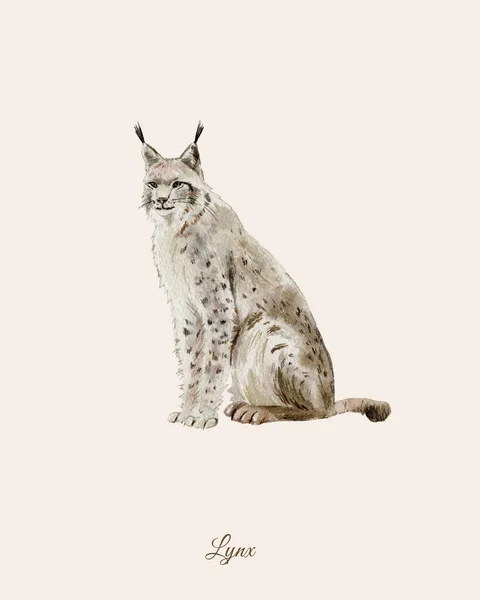 Lynx와 손으로 그리는 수채화 포스터 — 스톡 사진