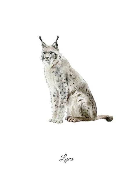 Cartaz de aquarela pintado à mão com lince — Fotografia de Stock