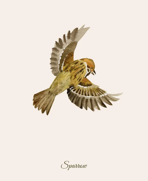 Poster acquerello dipinto a mano con passero — Foto Stock