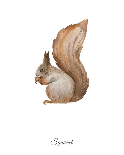 Handbeschilderd aquarel poster met eekhoorn — Stockfoto