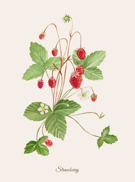 Handbemaltes Aquarell-Poster mit Erdbeere — Stockfoto