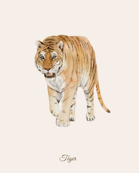 Handpainted watercolor poster with tiger — Stock Photo, Image