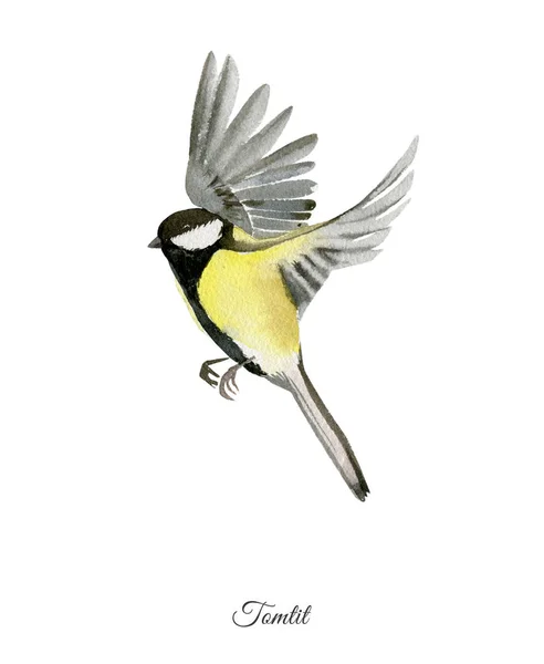 De aquarel poster handbeschilderd met tomtit — Stockfoto