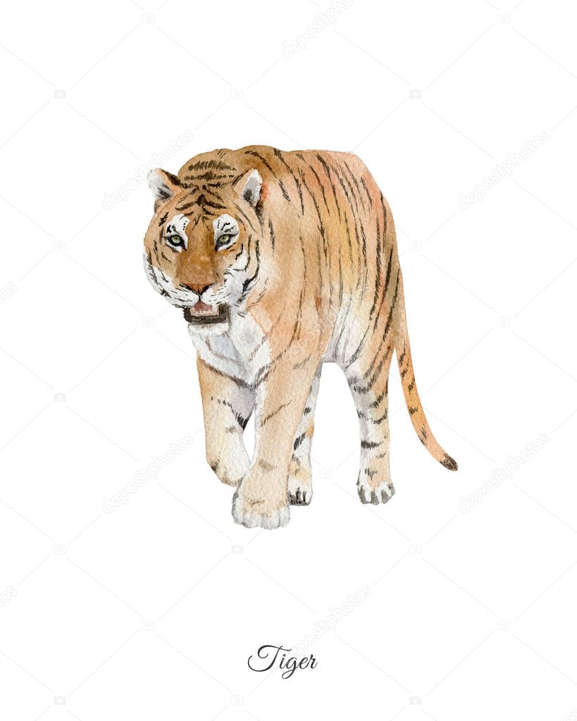 Handpainted watercolor poster with tiger