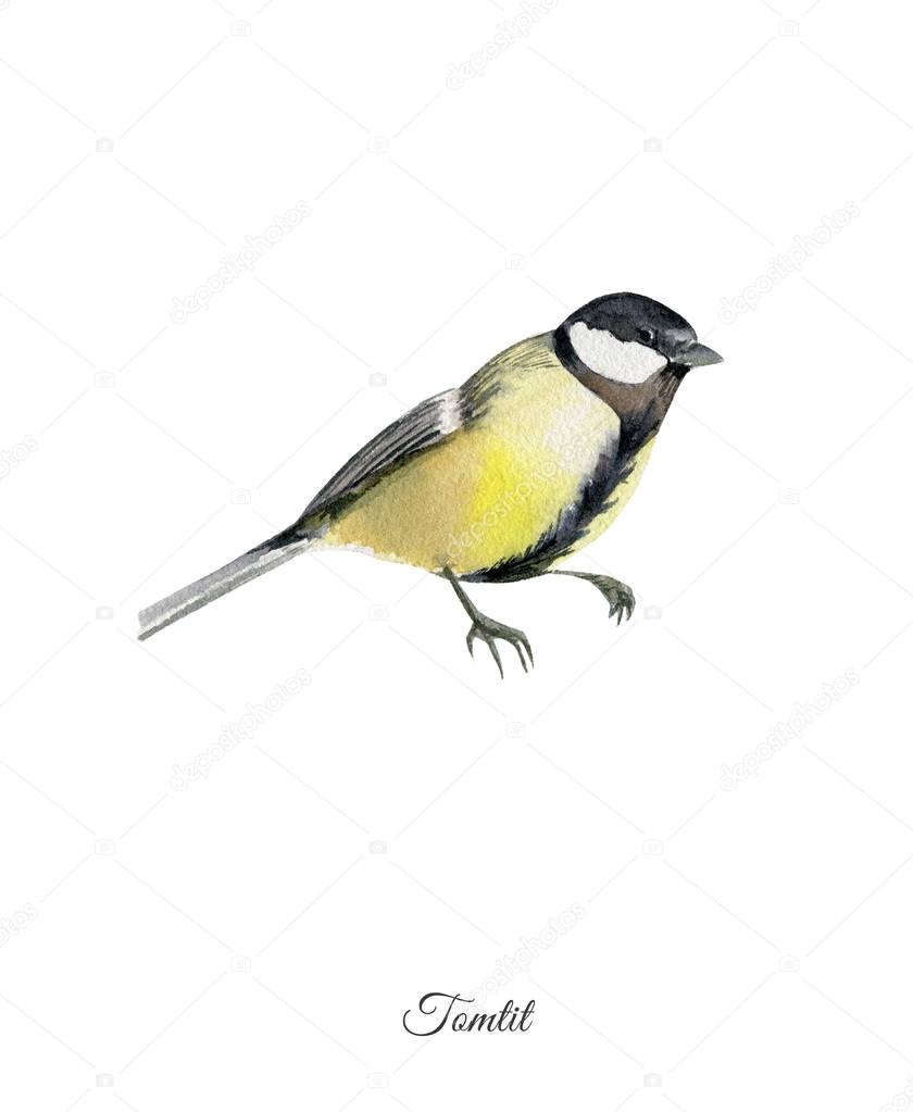 Handpainted watercolor poster with tomtit