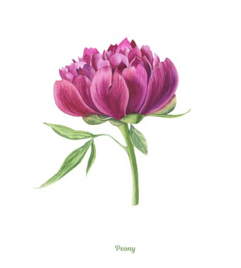 Handpainted suluboya Şakayık poster