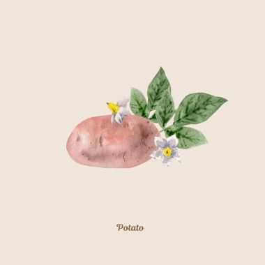 Handpainted suluboya poster patates ile