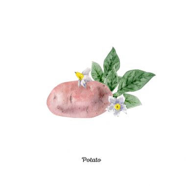 Handpainted suluboya poster patates ile
