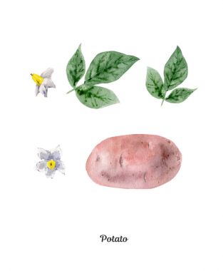 Handpainted suluboya poster patates ile