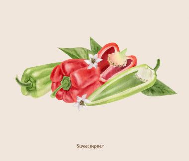 Handpainted suluboya poster kırmızı ve yeşil biber ile