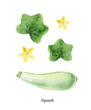 Squash handpainted suluboya poster