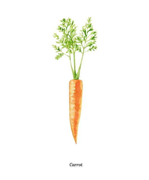 Handpainted watercolor poster with carrot — Stock Photo, Image