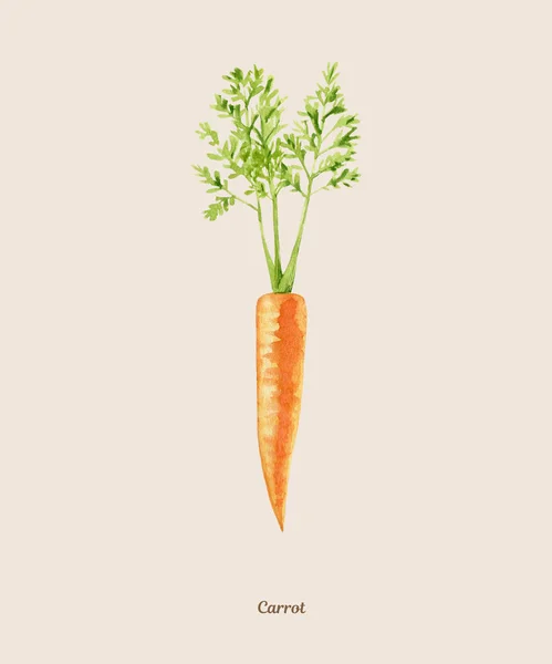 Manifesto acquerello dipinto a mano con carota — Foto Stock