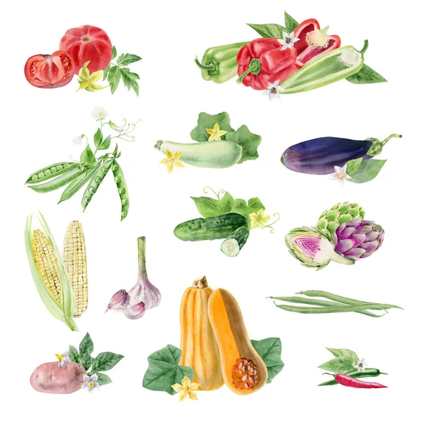 Portapapeles de acuarela pintada a mano cliparts vegetales orgánicos — Foto de Stock