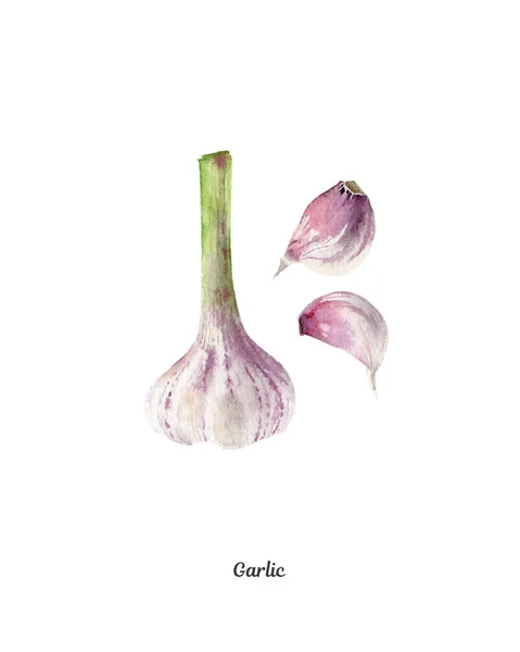 Handpainted watercolor poster with garlic — Stock Photo, Image