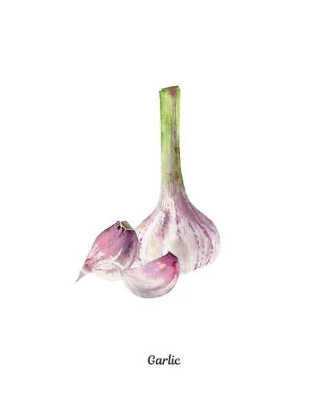 Handpainted watercolor poster with garlic — Stock Photo, Image