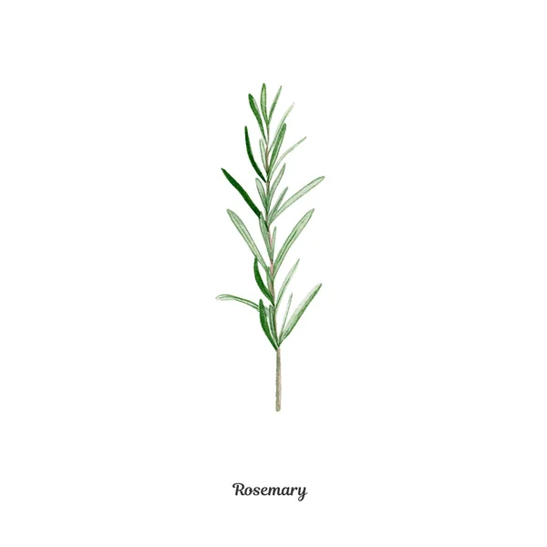 Rosemary ile handpainted suluboya poster