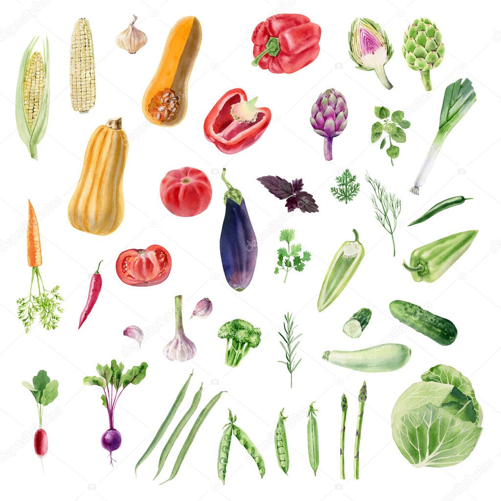 Clipboard of handpainted watercolor organic vegetable cliparts