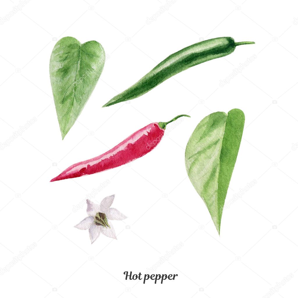Handpainted watercolor poster with hot pepper